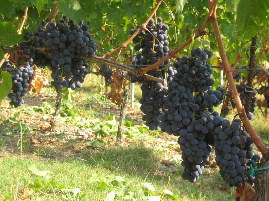 Fattoria Di Rignana Winery Bnb Greve in Chianti Eksteriør billede